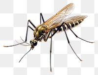 PNG Mosquito insect animal  