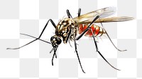 PNG Mosquito insect animal  