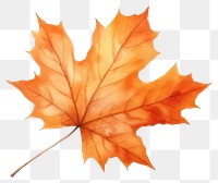 PNG  Maple leaves plant leaf. AI generated Image by rawpixel.