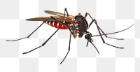 PNG Mosquito animal insect 