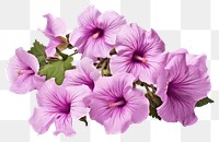 PNG Hibiscus blossom flower petal. 