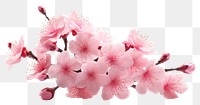 PNG Blossom flower cherry plant. 