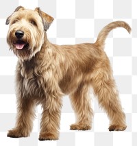 PNG Soft coated wheaten terrier mammal animal dog. 