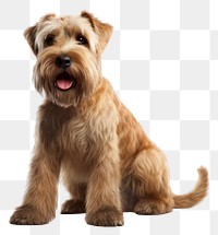 PNG Soft coated wheaten terrier mammal animal pet. 