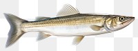 PNG Fish seafood sardine animal. AI generated Image by rawpixel.