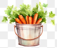 PNG Vegetable carrot bucket plant. 