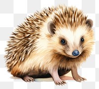 PNG Hedgehog porcupine animal mammal. 