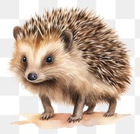 PNG Hedgehog porcupine animal mammal. 