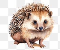 PNG Hedgehog porcupine animal mammal. AI generated Image by rawpixel.