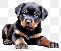 PNG Puppy rottweiler animal mammal. 