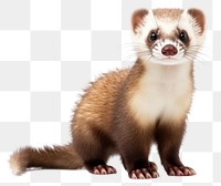 PNG Wildlife animal mammal ferret. 