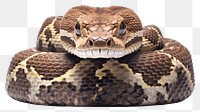 PNG Reptile animal snake rattlesnake. AI generated Image by rawpixel.