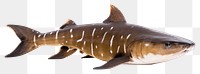 PNG Shark animal fish  