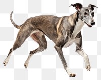 PNG Dog greyhound animal mammal. 