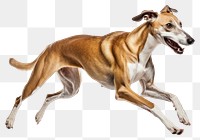 PNG Hound dog greyhound running. 