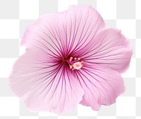 PNG Hibiscus blossom flower petal. 