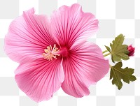 PNG Flower hibiscus blossom petal. AI generated Image by rawpixel.