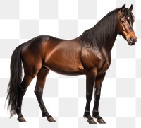 PNG Horse stallion animal mammal