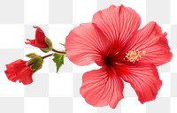 PNG Flower hibiscus blossom petal. 