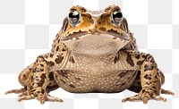 PNG Frog amphibian wildlife reptile. AI generated Image by rawpixel.