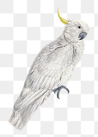 PNG Greater Sulphur-crested Cockatoo, vintage bird illustration by Edward Lear, transparent background. Remixed by rawpixel.