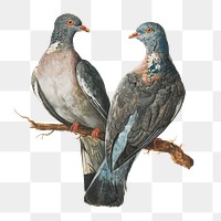 PNG Two Wood Pigeons, vintage bird illustration by Charles Collins., transparent background. Remixed by rawpixel.