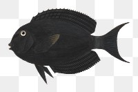 PNG Black exotic fish, vintage animal illustration by Luigi Balugani, transparent background. Remixed by rawpixel.