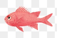 PNG Pink exotic fish, vintage animal illustration by Luigi Balugani, transparent background. Remixed by rawpixel.