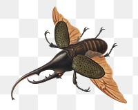 PNG Hercules Beetle, vintage insect illustration by George Edwards, transparent background. Remixed by rawpixel.