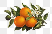 PNG Oranges and poppies, vintage fruit illustration by Percy J. Callowhill Lith. '95., transparent background. Remixed by rawpixel.