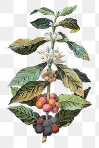 PNG Coffee, Coffea Arabica, vintage botanical illustration by Davis, Sacker & Perkins, transparent background. Remixed by rawpixel.