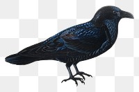PNG Raven, vintage bird illustration by Wilhelm von Wright, transparent background. Remixed by rawpixel.
