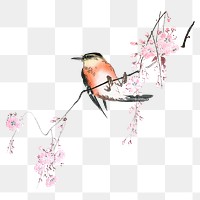 PNG Ohara Shoson's Bird on Weeping Cherry, vintage bird illustration, transparent background. Remixed by rawpixel.