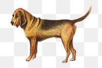 PNG Bloodhound, vintage pet animal illustration by Goodwin & Company, transparent background. Remixed by rawpixel.