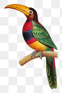 PNG Banded Aracari Toucan, vintage bird illustration by George S. Harris & Sons, transparent background. Remixed by rawpixel.