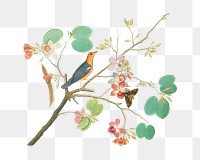 PNG Orange-Headed Ground Thrush, vintage botanical illustration by Shaikh Zain al–Din, transparent background. Remixed by rawpixel.