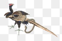 PNG Katsushika Hokusai's Pheasant and Snake, transparent background. Remixed by rawpixel.