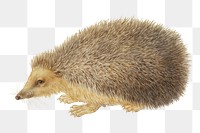 PNG Hedgehog, vintage animal illustration by Hans Hoffmann, transparent background. Remixed by rawpixel.