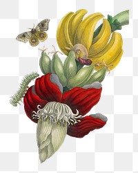 PNG Inflorescence of Banana, vintage flower illustration after Maria Sibylla Merian, transparent background. Remixed by rawpixel.