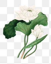 PNG East Indian Lotus, vintage flower illustration, transparent background. Remixed by rawpixel.