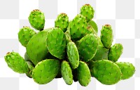 PNG Cactus plant white background freshness. 