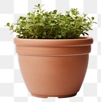 PNG Plant herbs terracotta houseplant. AI generated Image by rawpixel.