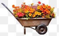 PNG Wheelbarrow vehicle flower plant. 