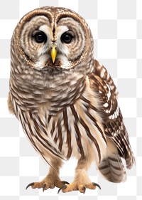 PNG Animal beak bird owl. 