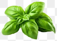 PNG Vegetable basil plant herbs transparent background