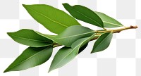 PNG Leaf plant herbs transparent background