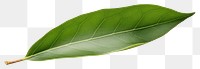 PNG Leaf plant freshness transparent background