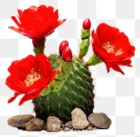 PNG Cactus flower plant rose. 