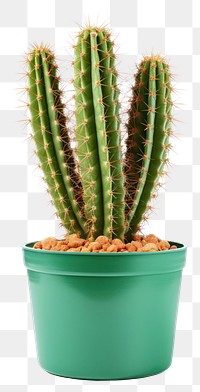 PNG Cactus plant white background houseplant. 