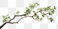 PNG Tree branch plant leaf transparent background